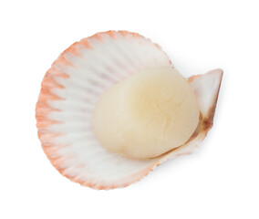 Fresh raw scallop in shell isolated on white, above view