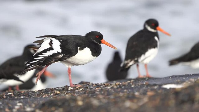 A Eurasian oystercatcher (Haematopus ostralegus) or common pied oystercatcher stretching its wing