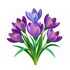 Fototapeta premium spring bouquet of crocus flowers with green leaves on white