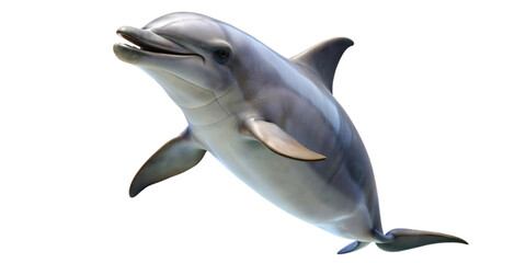 cute dolphins freestanding and transparent background
