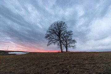 Tree at Sunset in a Storm.