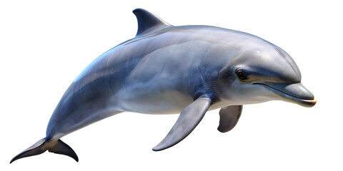 Fototapeta premium cute dolphins freestanding and transparent background 