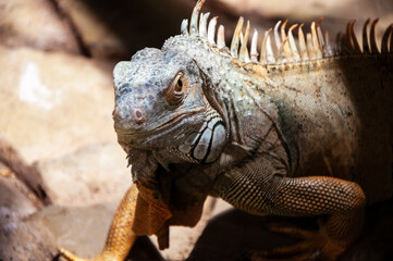 Portrait of green iguana in a zoo