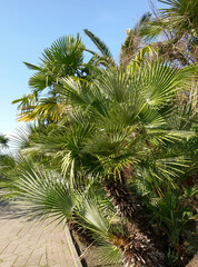 Fototapeta na wymiar Green trees in the resort park.