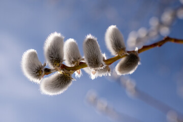 Pussy willow. Beautiful fluffy pussy willow of the frosty willow (Salix daphnoides) against the blue sky.  Extreme close-up of buds on a willow tree consisting of white fuzz and yellow pollen. © Sandra Alkado