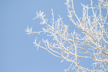 Tree branches covered with white frost against a blue sky.