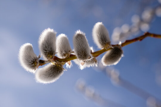 Pussy willow. Beautiful fluffy pussy willow of the frosty willow (Salix daphnoides) against the blue sky.  Extreme close-up of buds on a willow tree consisting of white fuzz and yellow pollen.