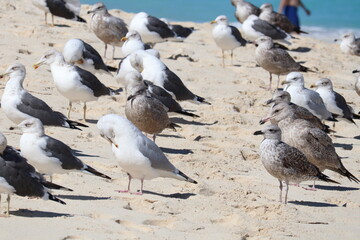 Seagull, Cabbage Beach, Nassau - Bahamas (Paradise Island)