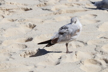 Fototapeta premium Seagull, Cabbage Beach, Nassau - Bahamas (Paradise Island)