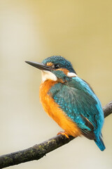 Alcedo Attis
