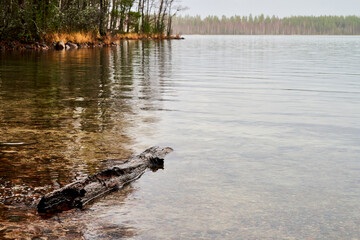 driftwood on the lake