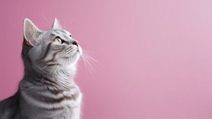 Obraz premium Beautiful cat on a plain background with copy space