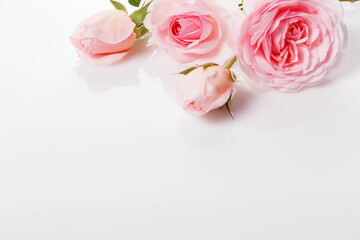 Festive flower pink rose composition on white background. Overhead view, flat lay, bouquet