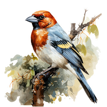 recommend clip art: watercolor painting of a cute finch Bird, isolated on a white background, vector format, clipart.