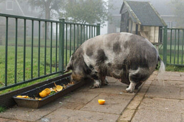 pig on the farm eat outside