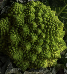 fresh broccoli romanesco  close up