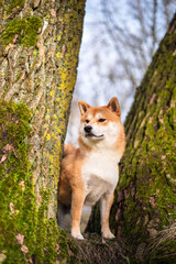 Naklejka na ściany i meble A Red Shiba inu dog is standing amoung the trees covered with green moss in the end of winter