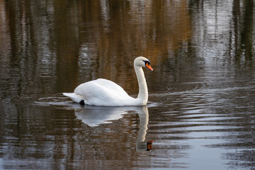 An adult mute swan ( Cygnus olor) swims along a lake in which he and the coastal vegetation are reflected - 746787276