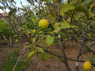 Antalya Döşemealtı - Ağacında yetişen organik limon - Organic lemon growing on a tree 