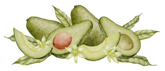 Avocado Watercolor illustration. Botanical drawing of Fruit with flower. Vegetable with leaves painting. Hand drawn clip art composition on isolated background. Vegan food for recipes and cookbooks.