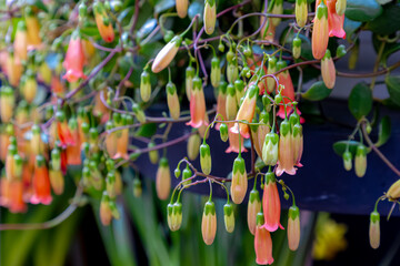 Selective focus of Kalanchoe manginii with green leaves in the garden, Beach bells is a species of flowering plant in the family Crassulaceae, Native to Madagascar, Natural floral background.