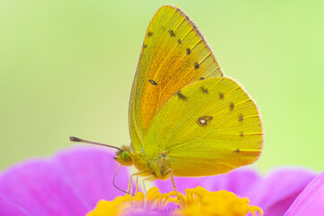 Yellow  butterfly perched on a zinnia flower , in the garden