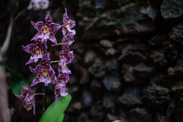 Purple pink orchid flowers on dark rocks. Unusual Wydlers dancing-lady orchid - 746791092