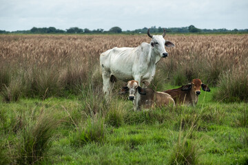 Vaca con sus crías Becerros en el campo