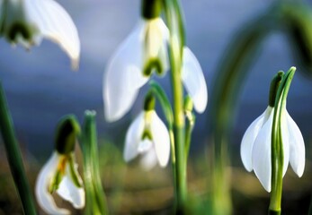 Schneeglöckchen auf Wiesenufer vor blauem Flusswasser bei Sonne am Nachmittag im Winter