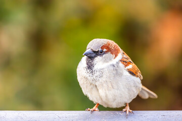 Very detailed close-up of a wild sparrow in the city