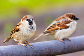A pair of sparrows sits on a metal railing in the city, one of the two birds is out of focus in the background, the other is looking into the camera