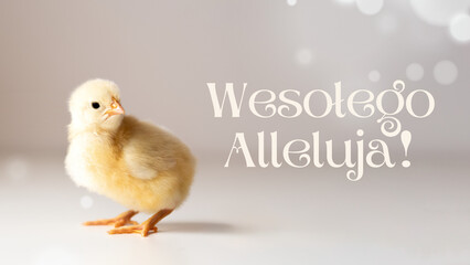 Wesołego Alleluja! - życzenia wielkanocne, pisklę, kurczaczek wielkanocny, święta - obrazy, fototapety, plakaty