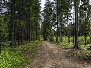 Beautiful landscape in the Leningrad region in North-West Russia