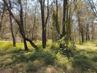 Australian bush Queensland Boondall Wetlands Film lut