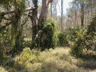 Australian bush Queensland Boondall Wetlands Film lut