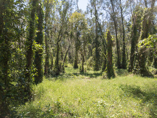 Australian bush Queensland Boondall Wetlands