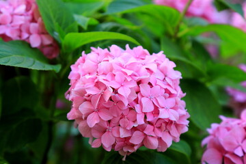 Picturesque beautiful delicate pink hydrangea flower blooms against a background of green leaves in spring. Blooming hortensia in the summer garden, floral background.Garden ornamental plants