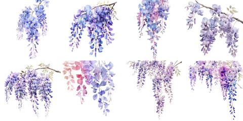 Wisteria in water color set collection in 3d png transparent using for presentation.