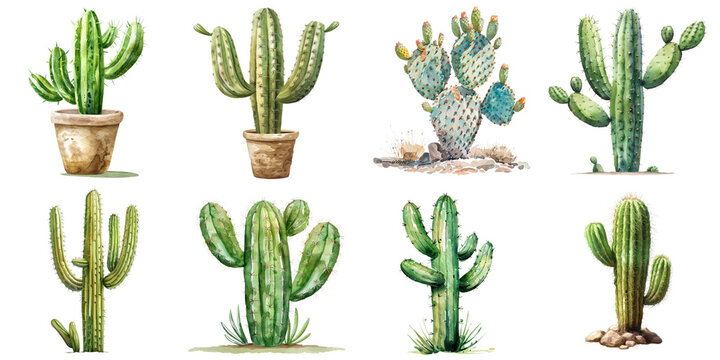 Water color cartus collection set in png no background for sample decoration.