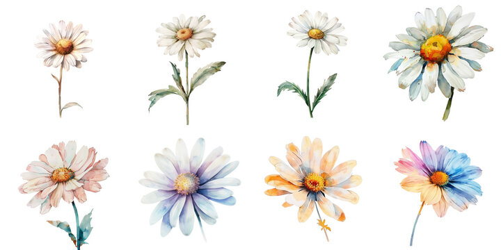 Watercolor painting daisy flower collection in 3d png transparent for product presentation.