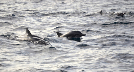 Fototapeta premium dolphin in the sea