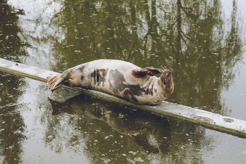 A fur seal lies on a log at the Warsaw Zoo