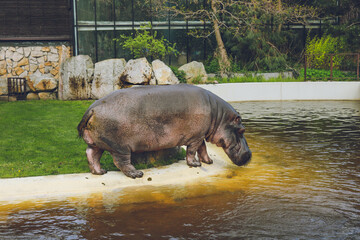 A hippopotamus at the Warsaw Zoo goes into the water