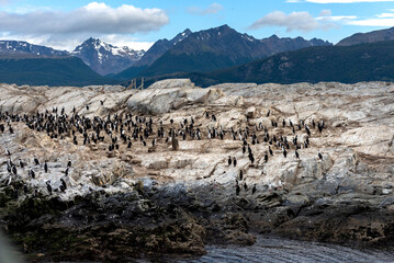 penguins in their wild and free habitat in the penguin colony 
in ushuaia argentina on the beagle channel 