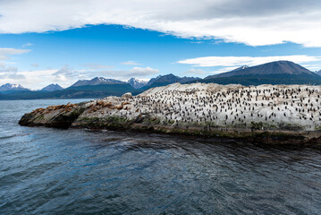 penguins in their wild and free habitat in the penguin colony 
in ushuaia argentina on the beagle channel 