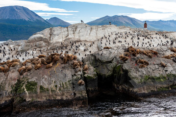 penguins in their wild and free habitat in the penguin colony 
in ushuaia argentina on the beagle channel 