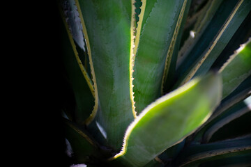 Penca de Maguey or Agave where native products are obtained from Mexican lands.