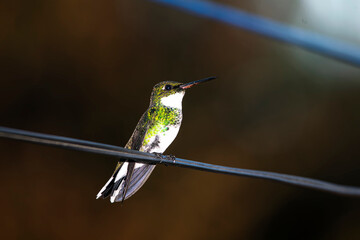 Hummingbird sucking nectar from a flowe, in the gardenr