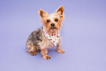Süßer Yorkshire Terrier