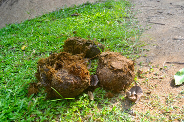 Elephant poop